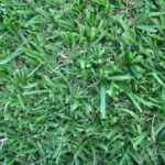 kikuyu grass
