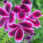 Regal pelargonium
