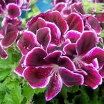 Regal pelargonium