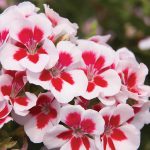 pelargonium
