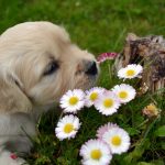 Kickstart spring