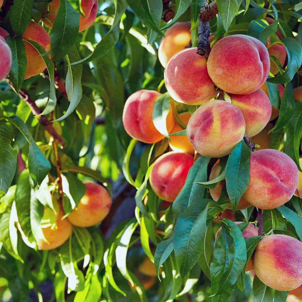 Peach Tree