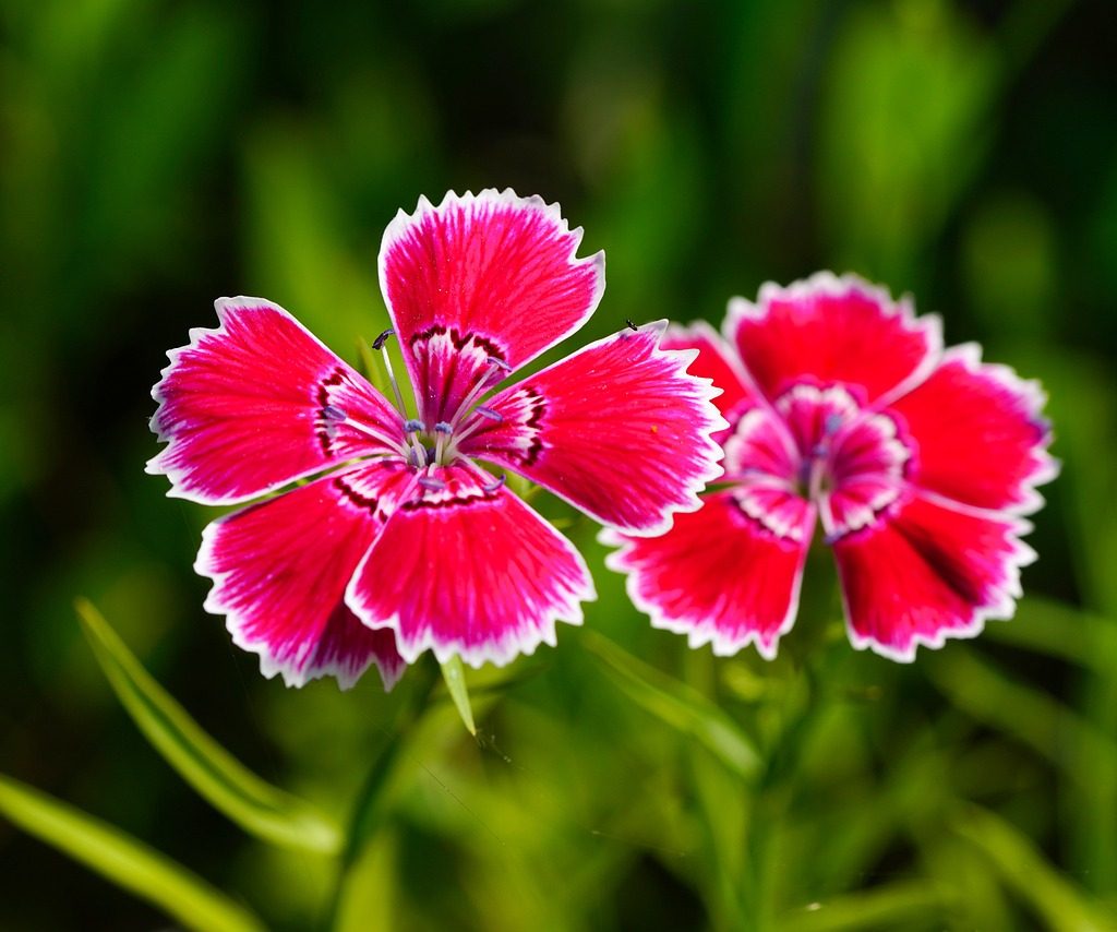 Dianthus - Colorful bedding plant