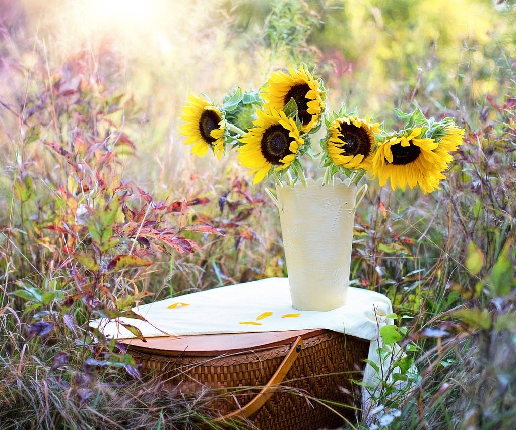 sun flowers for display in vase