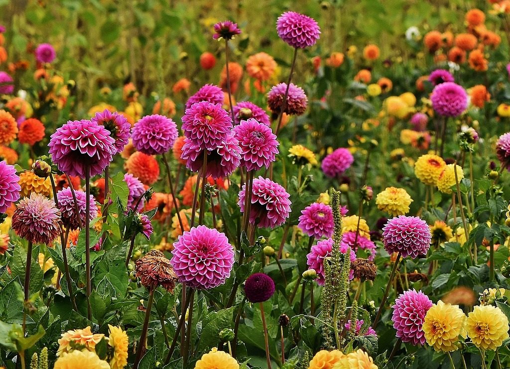 dahlias - seasonal maintenance landscaping