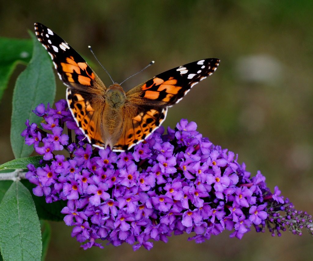 Discover the best low-maintenance flowering shrubs to add color, structure, and life to your garden.