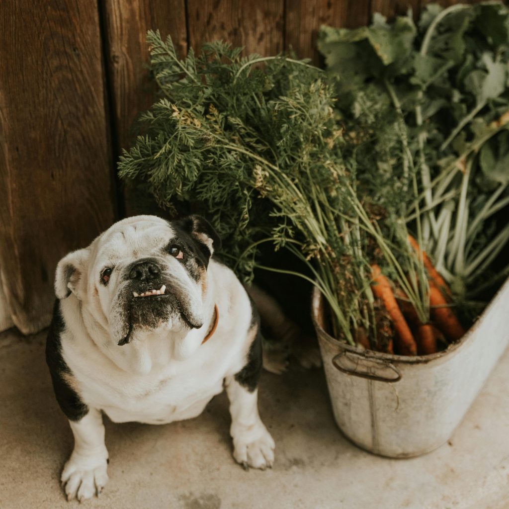 February kickstart garden