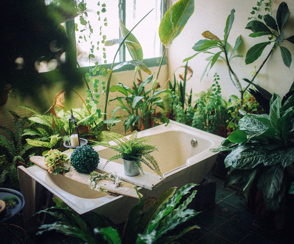 House plants indoor plants