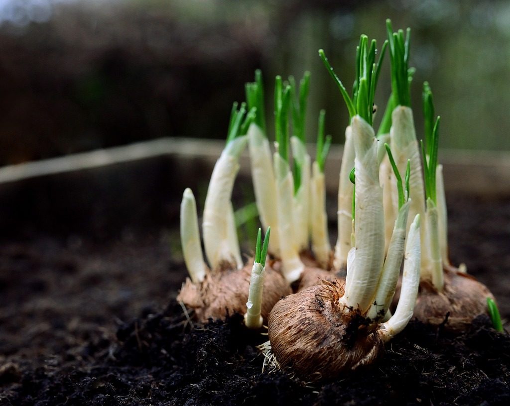 plant bulbs