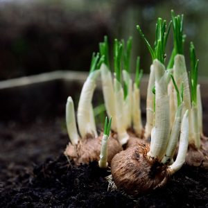 plant bulbs