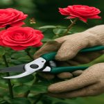 pruning roses