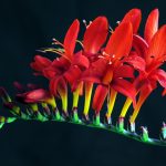 Vibrant Crocosmia