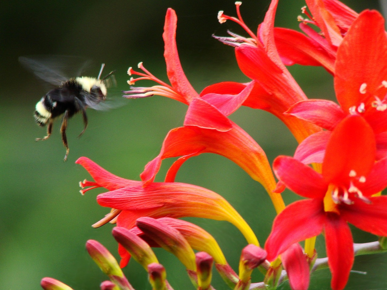 Vibrant Crocosmia