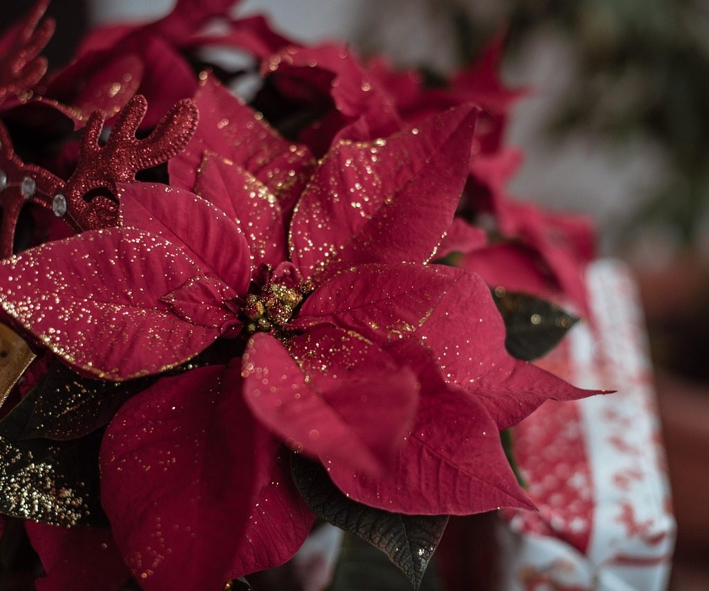Indoor plants christmas