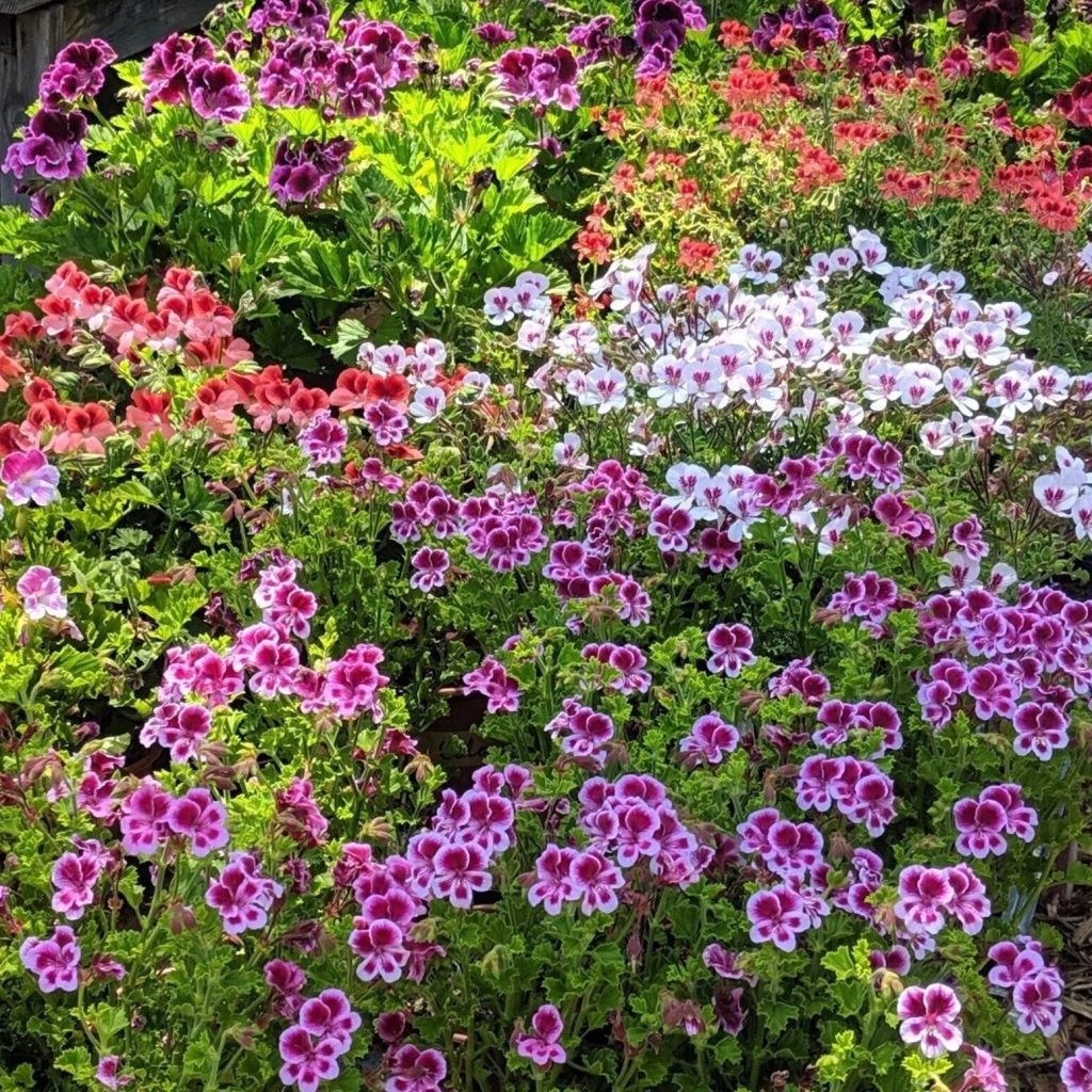 pelargoniums