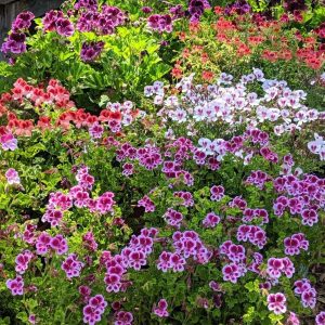 pelargoniums