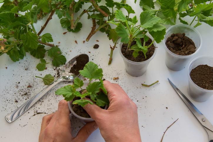 Propagating Plants for the Garden