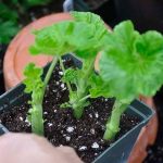 Propagating Plants for the Garden