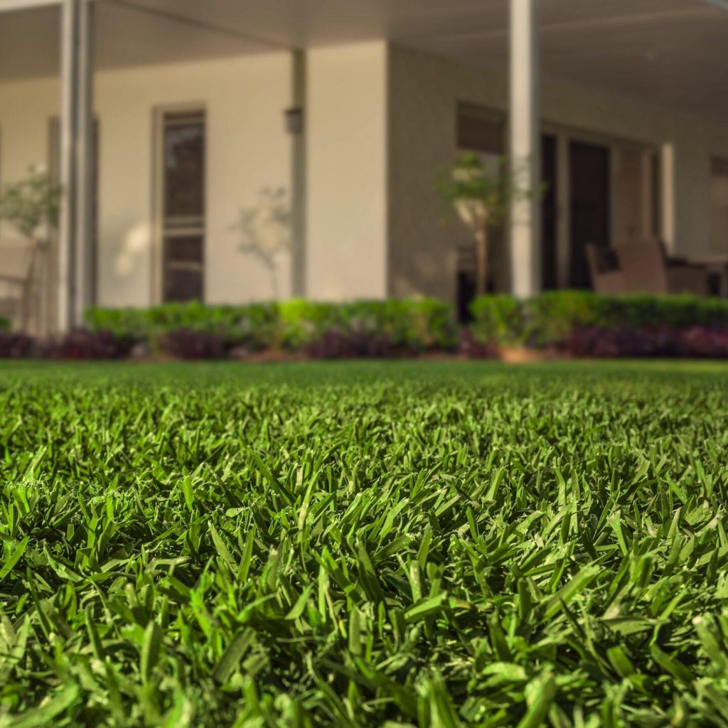 Drought tolerant lawn grass