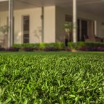 Drought tolerant lawn grass