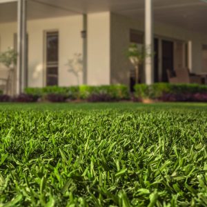 Drought tolerant lawn grass