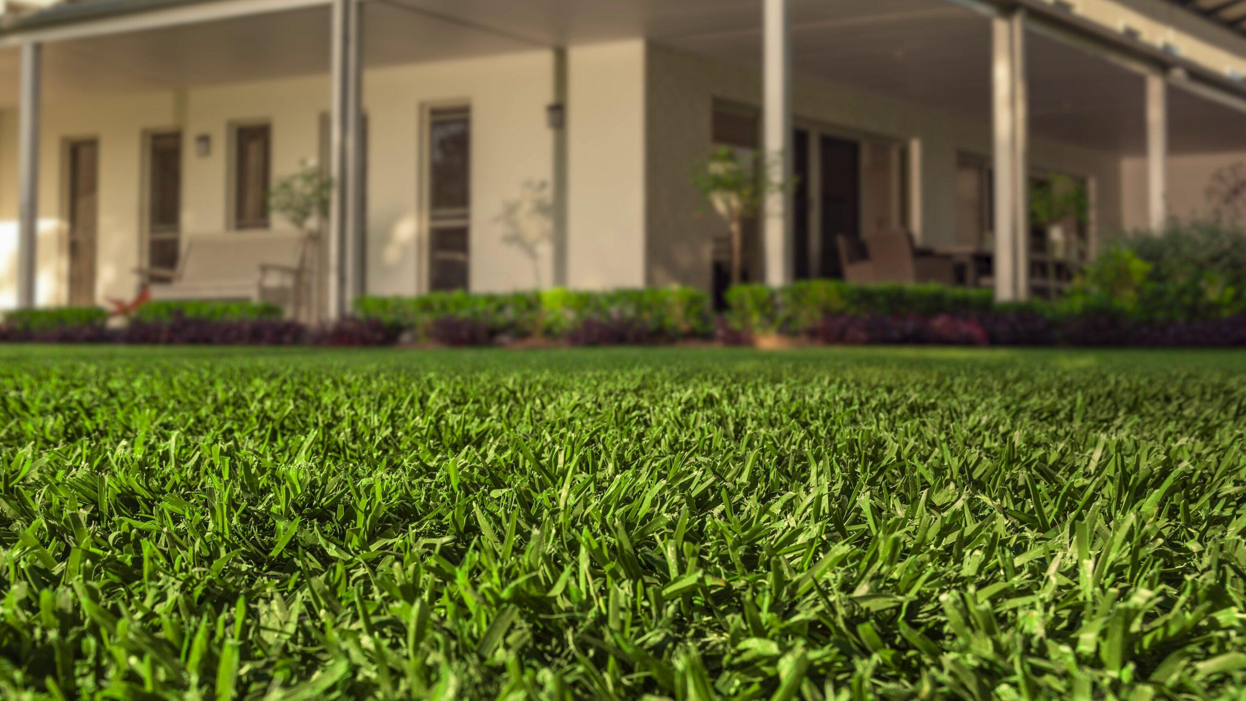 Drought tolerant lawn grass