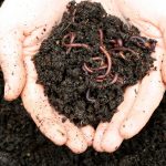 No-dig Gardening. No-dig gardening is all about growing healthy organic plants in soil that has been left undisturbed as much as possible, allowing soil life to flourish and plants to thrive. Among the advantages of no-dig is no backbreaking digging, less weeds and a rich, crumbly soil without any compaction. By digging the soil the thriving ecosystem of bacteria, fungi, insects and worms, all of which are vitally important in keeping the soil healthy and fertile, is destroyed. Digging also releases weed seeds which then germinate, although some weeds are blown onto the plot by wind. No-dig plots are generally used for vegetables, producing bigger harvests than dug beds owing to the amount of organic composition in the soil. Flower borders will also benefit from the no-dig method, although if there are established perennials which cannot be moved then a thick layer of organic mulch around each plant will soon be broken down into the soil by the worms creating nutrient-rich water-retaining soil. No-dig gardens can be in raised beds, directly onto the soil or on grass. Select an area that you can access from all sides to avoid walking on the soil. Cover the plot with a layer of wet cardboard or newspaper. This will suppress weeds and grass. Follow this with a thick layer (15 -20cm) of well-rotted manure, compost or lawn clippings, topping with a light much of straw or leaves. This organic matter is slowly broken down and released into the soil, establishing a rich, healthy ecosystem. Moisture is retained as both the organic compost in the soil and the channels created by hard-working earthworms enables water and air to penetrate the soil. No-dig gardening is the ultimate way to garden with nature!