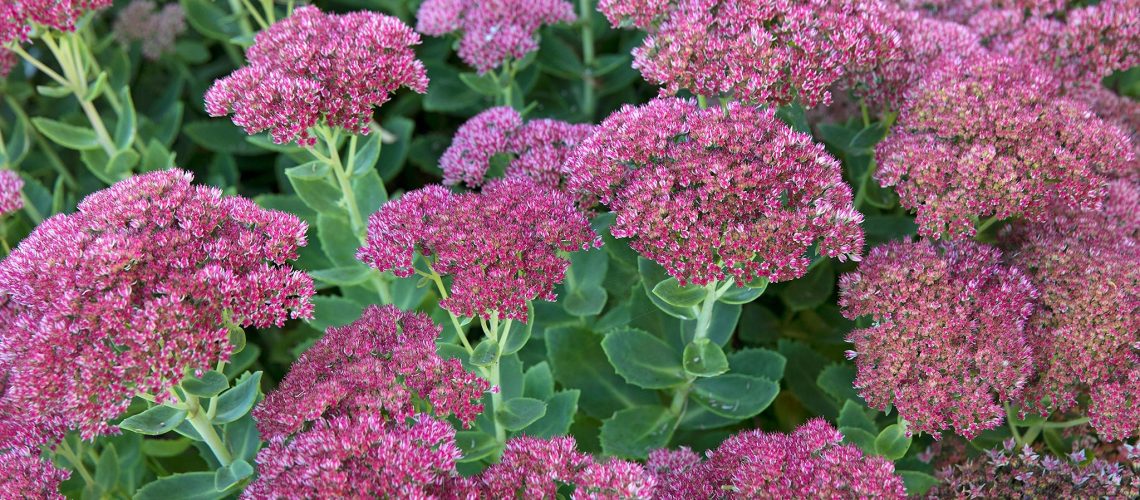 Hylotelephium (Herbstfreude Group) Herbstfreude stonecrop Herbstfreude
Sedum Herbstfreude Spectabile Autumn Joy Autumn late summer colour colourful plant portrait close up 270918 27092018 27/09/18 27/09/2018 27 27th September 2018 Autumn Alan Titchmarsh PLEASE CREDIT location Rose McMonigall Dipley Mill Hartley Wintney Hook Hampshire photographer Sarah Cuttle