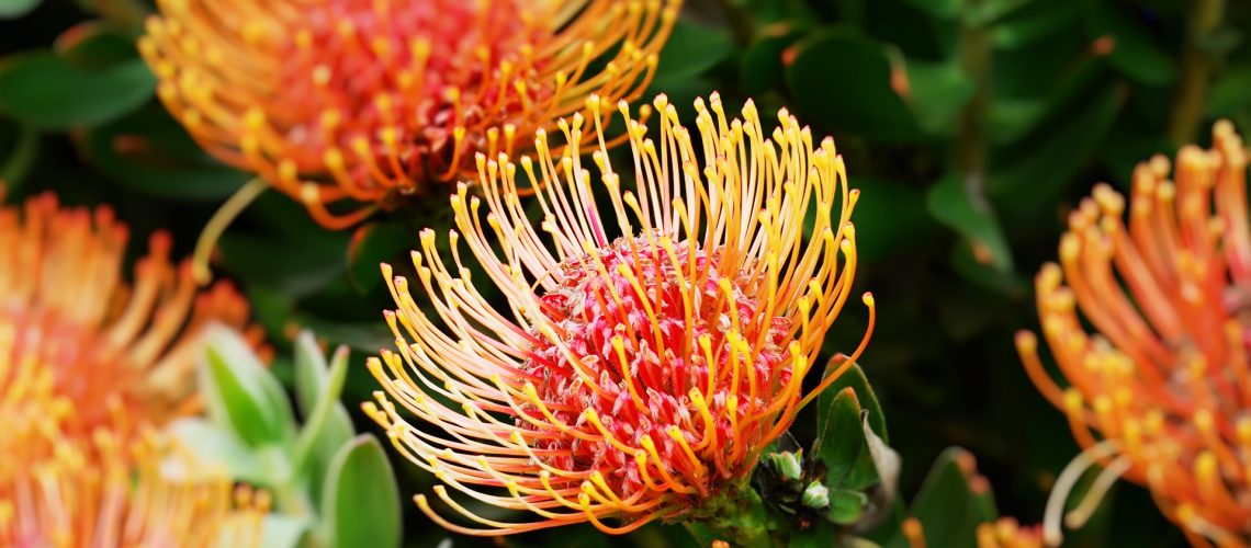 Flower Fireworks (Leucospermum steals), South African plant in bloom.
