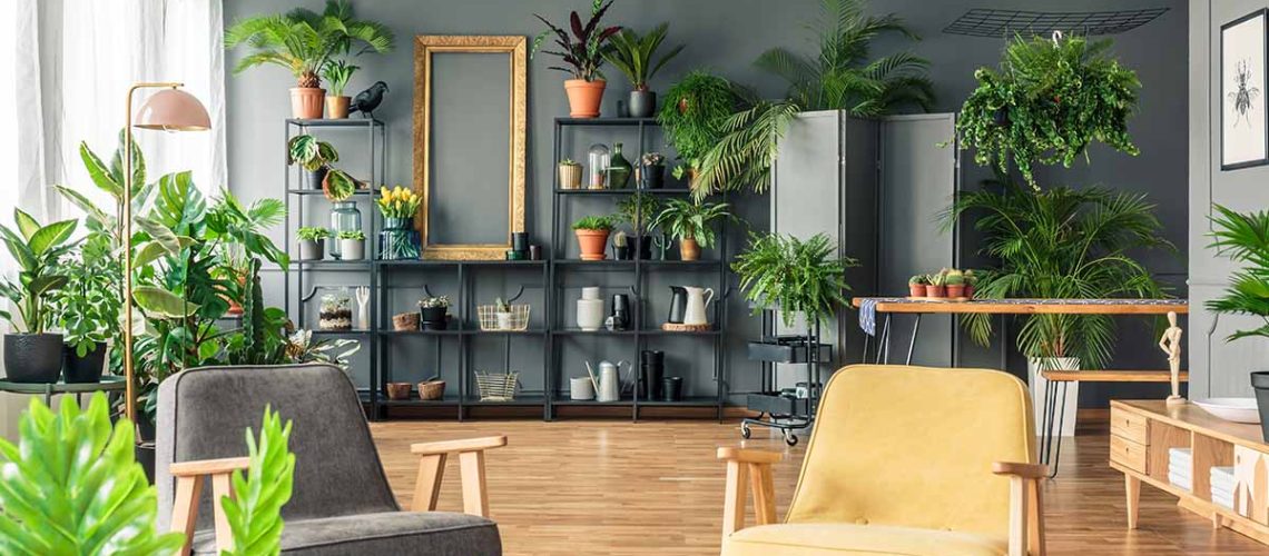 Best-Low-Light-Houseplants-FB