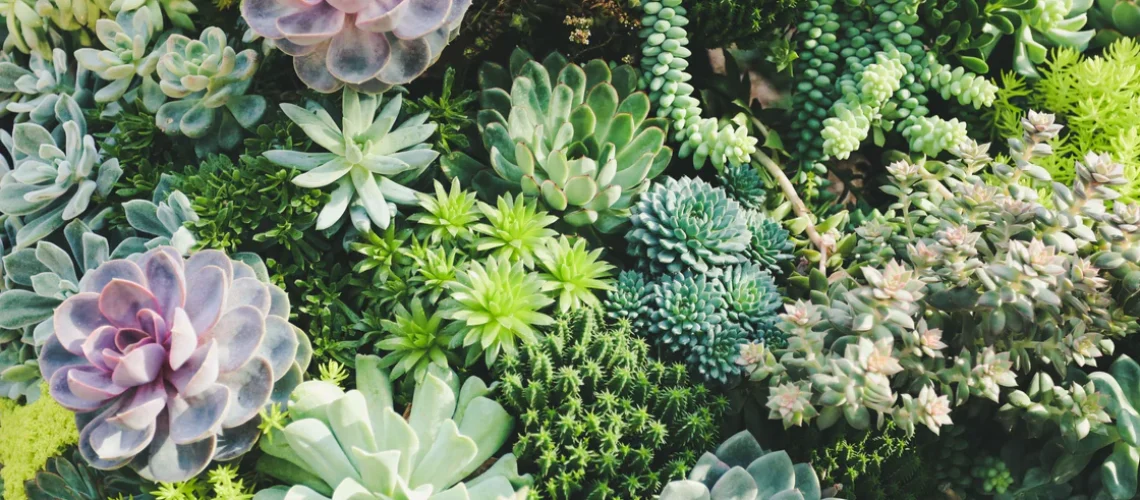 Capegarden-online-nursery-succulents_1200x630