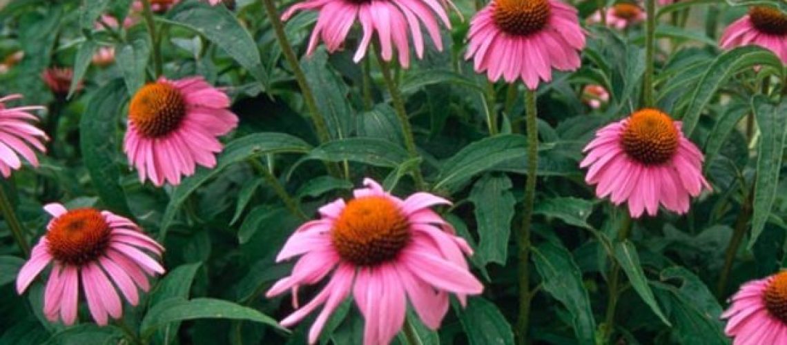 ECPU_0_Echinacea_Purpurea.1491333866