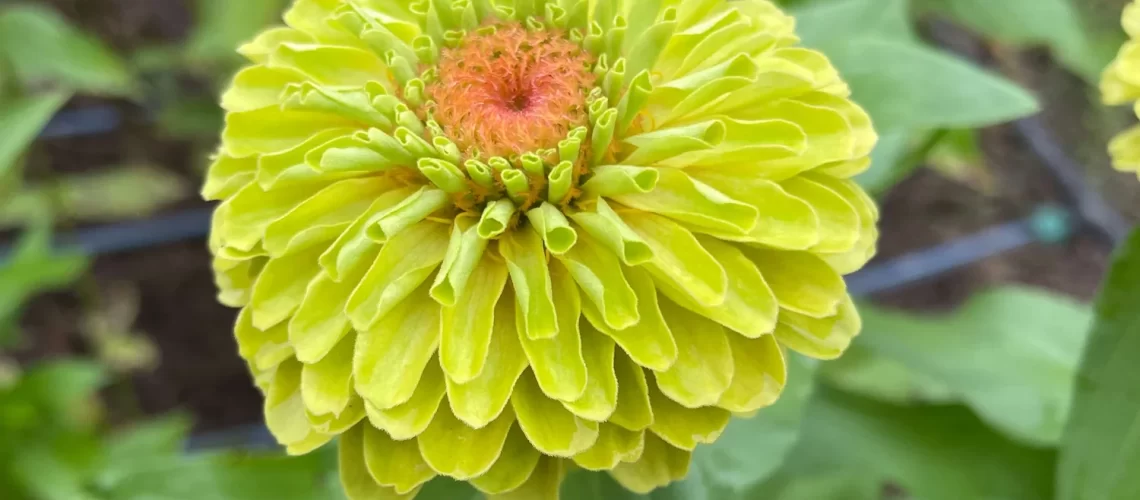 GreenZinnia_1500x