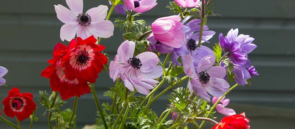 How-to-Grow-Anemone-Flowers-Cover