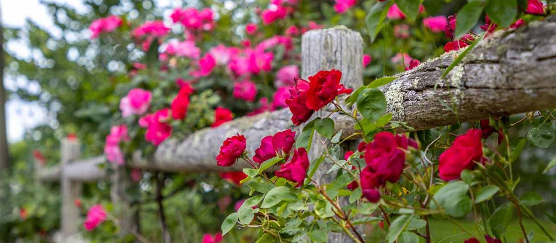 How-to-Grow-Climbing-Roses-Feature