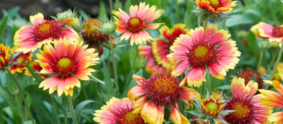 How-to-Grow-Gaillardia-Blanket-Flowers-FB