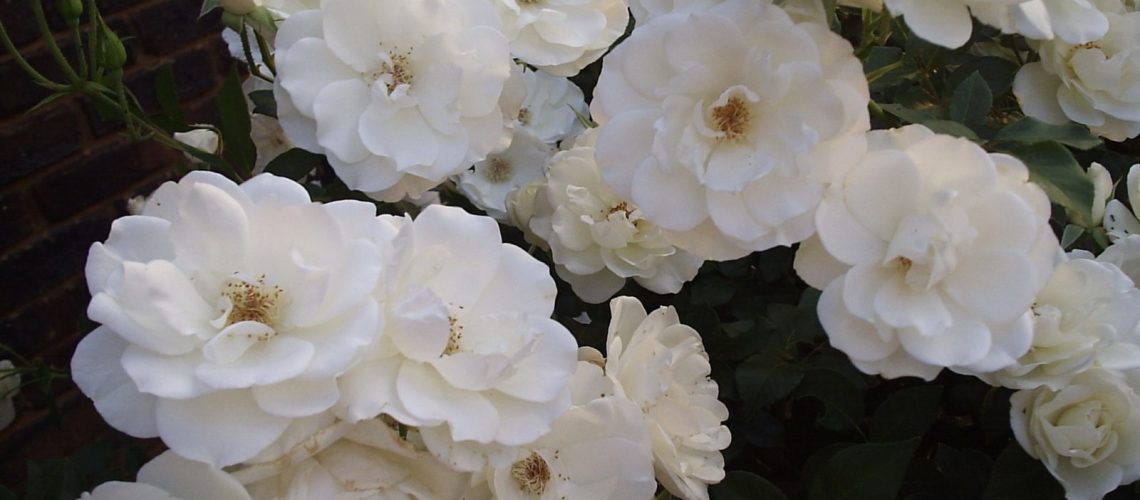 Iceberg.comp_-scaled