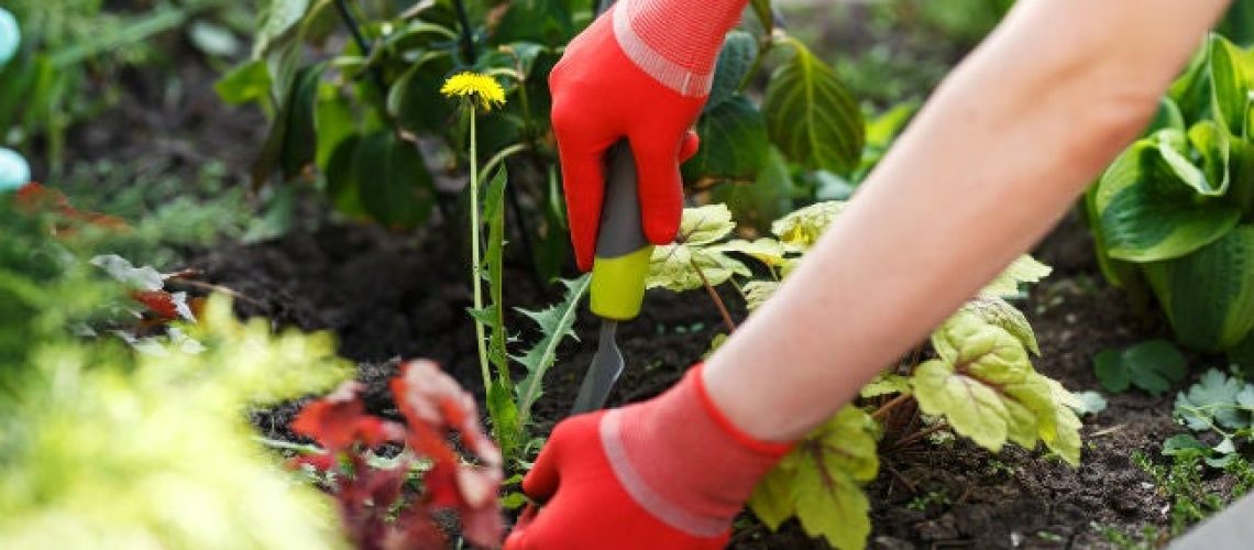 Pulling_Weeds_by_the_Base