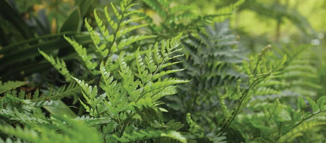 Rumohra-adiantiformis-1-1024x683