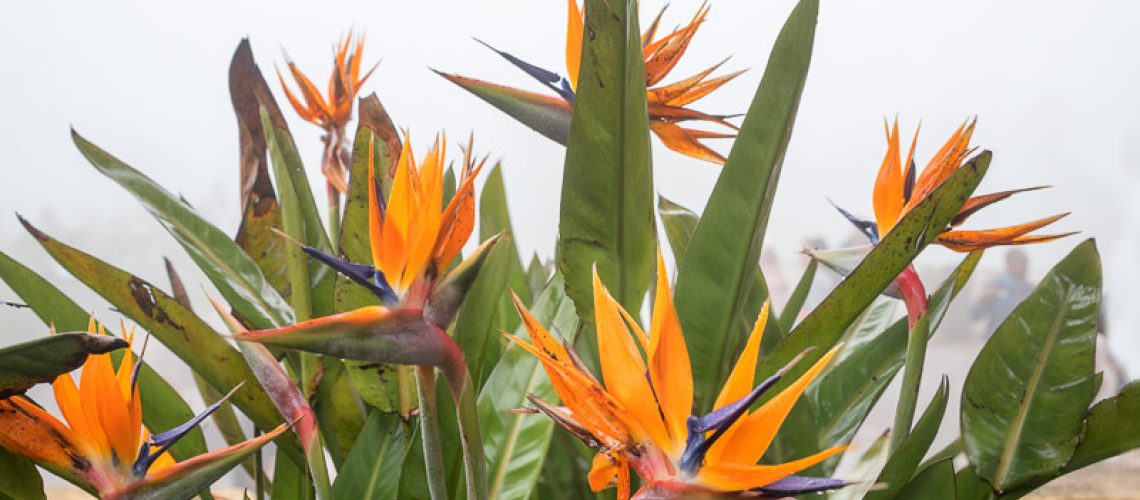 strelitzia bush with orange blossoms and white background