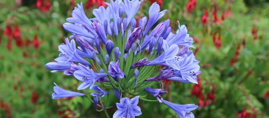 Village Gardens | Landscaping Cape Town | agapanthus