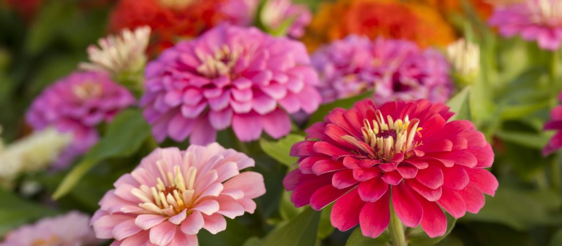 assortment-of-pink-shaded-zinnias-in-a-flower-patch-royalty-free-image-155285202-1534169642