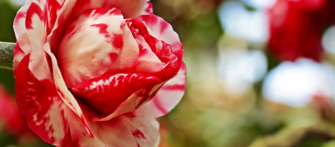 Beautiful, exotic Camellias! Village Gardens