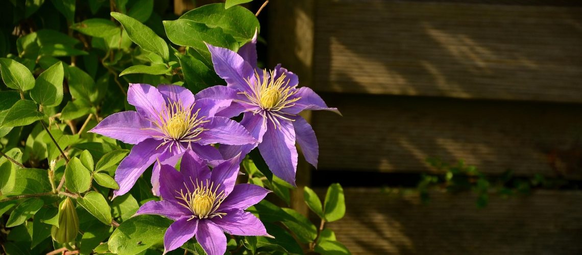 congerdesign-clematis-1444236_1280