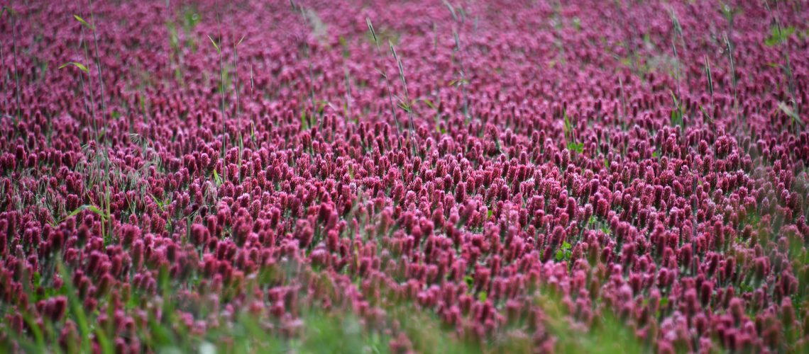 crimson-4242726_1920