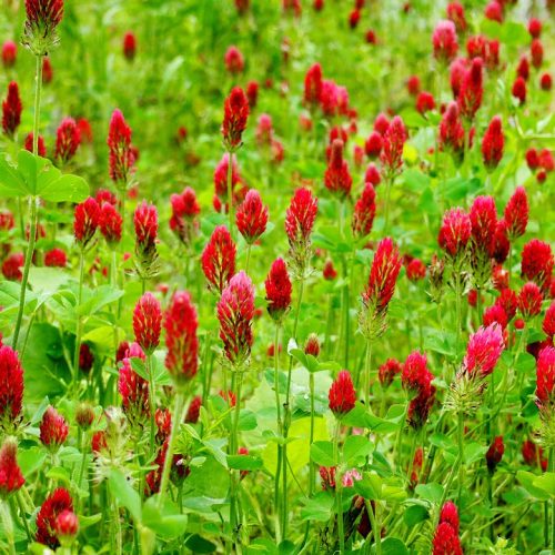 crimson-clovers-1531373_960_720