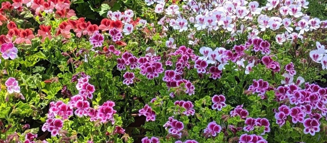 pelargoniums