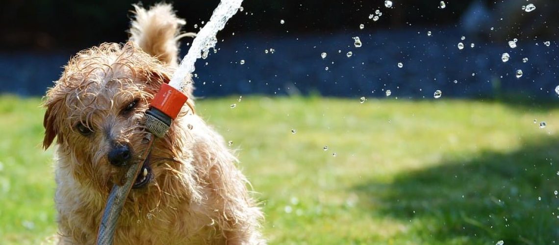 dog-1310545_960_720