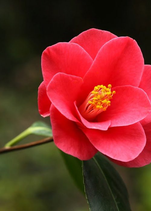 Beautiful, exotic Camellias! Village Gardens