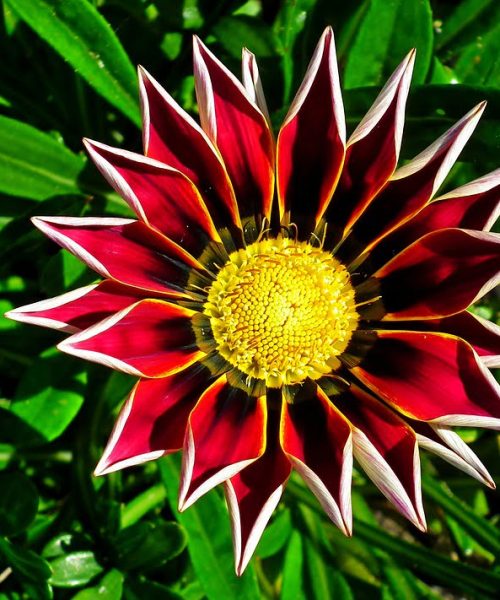 gazania-4707303_960_720